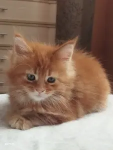 Котята Мейн кун