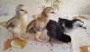 ЯЙЦА куриные  породных мясо-яичных птиц инкубац., яйца индоуток