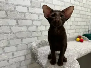 Ориентальные котята