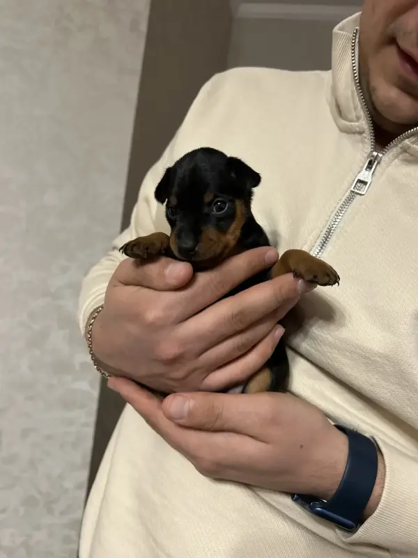 Щенки цвергпинчера