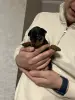 Щенки цвергпинчера