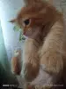 Котята Мейн кун