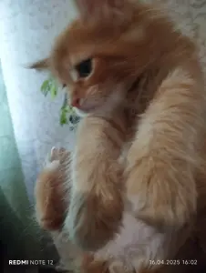 Котята Мейн кун