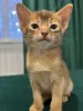 Абиссинские котята