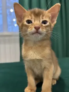 Абиссинские котята