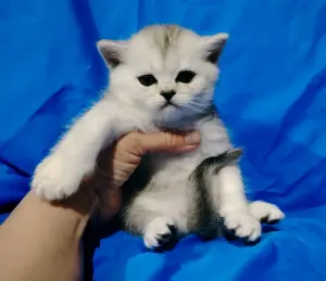Щотландские котята коты.