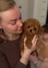 Элитные мини и микро мальтипу и той пудель Тэдди Китай
