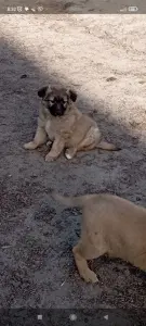 Щенки