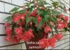 Бегония ампельная разные сорта