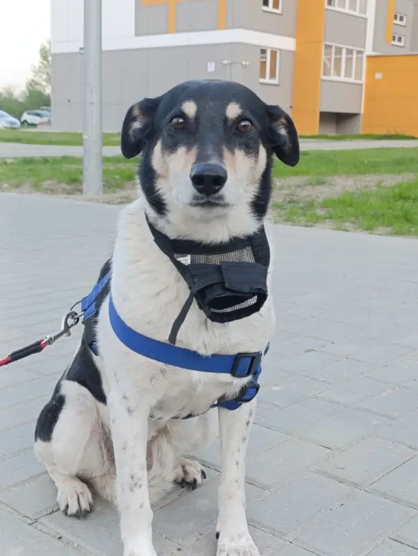 Собака