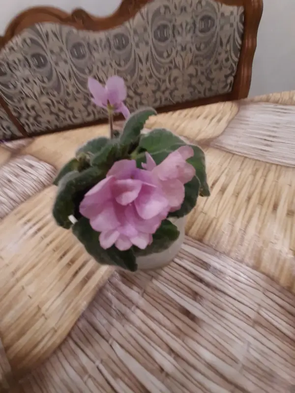 Комнатные растения - Продам фиалку цена договорная - Тереховка Продам фиалку цена договорная - Тереховка - 196629 - Доска объявлений Kupika.by