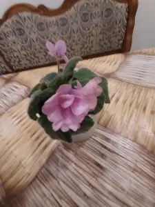 Продам фиалку цена договорная