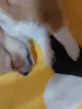 Чишка щенки