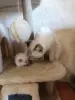 Продаются Котята Невской Маскарадной кошки