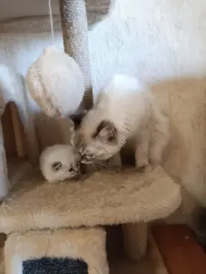 Продаются Котята Невской Маскарадной кошки