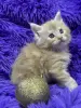 Мейн-Кун чистокровные котята