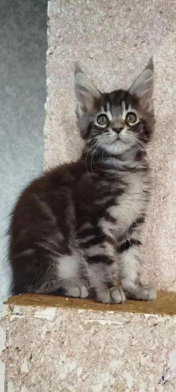 Мейн-кун котёнок