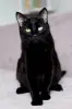 Кот Зяки - пантерик
