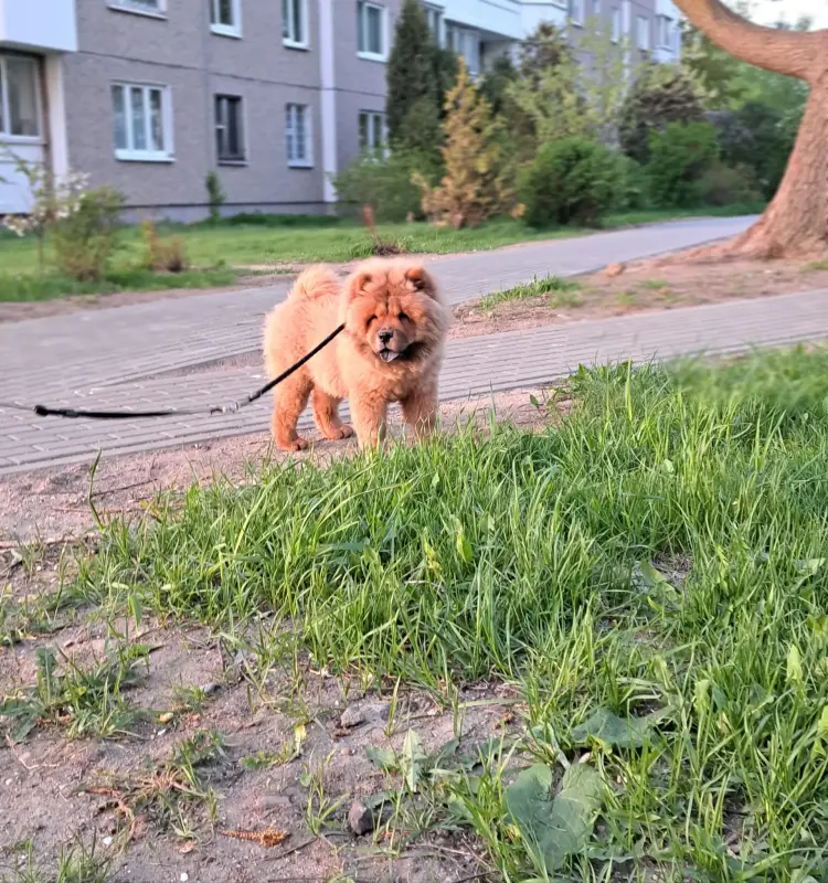 Чау-чау