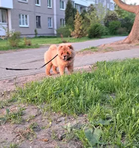 Чау-чау