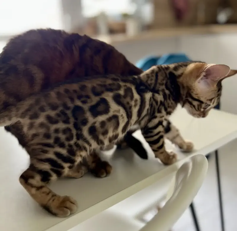 Бенгальский котенок