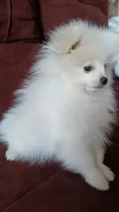Померанский шпиц