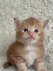 Мейн-кун котята