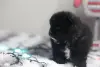 Пушистый чёрненький померанец ищет любящий дом!