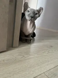 сфинкс эльф кошка