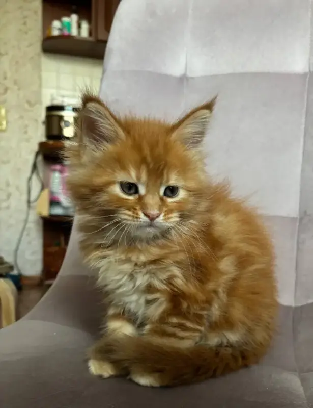 Котята
