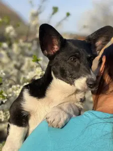 Щенки Вельш корги кардиган
