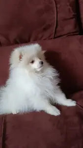 Померанский шпиц