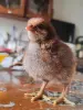 ЯЙЦА куриные  породных мясо-яичных птиц инкубац., яйца индоуток