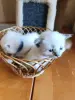 Продаются Котята Невской Маскарадной кошки