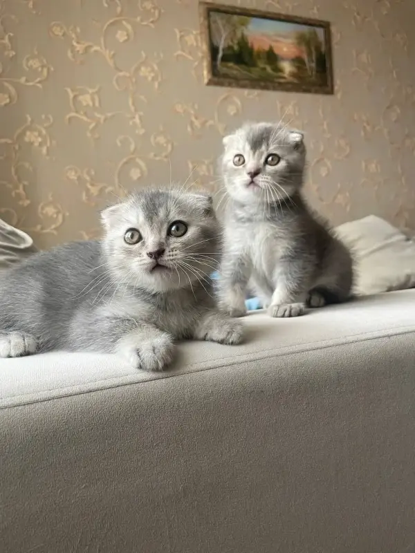 Шотландцы
