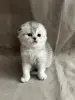 Шотландские вислоухие котята