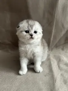Шотландские вислоухие котята