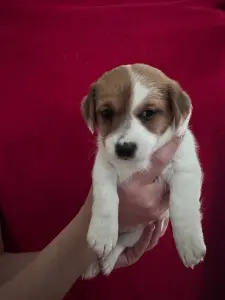 Щенок Джек Рассел