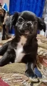 Чихуахуа мальчик
