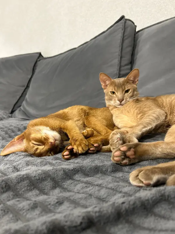 Абиссинские котята