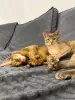 Абиссинские котята