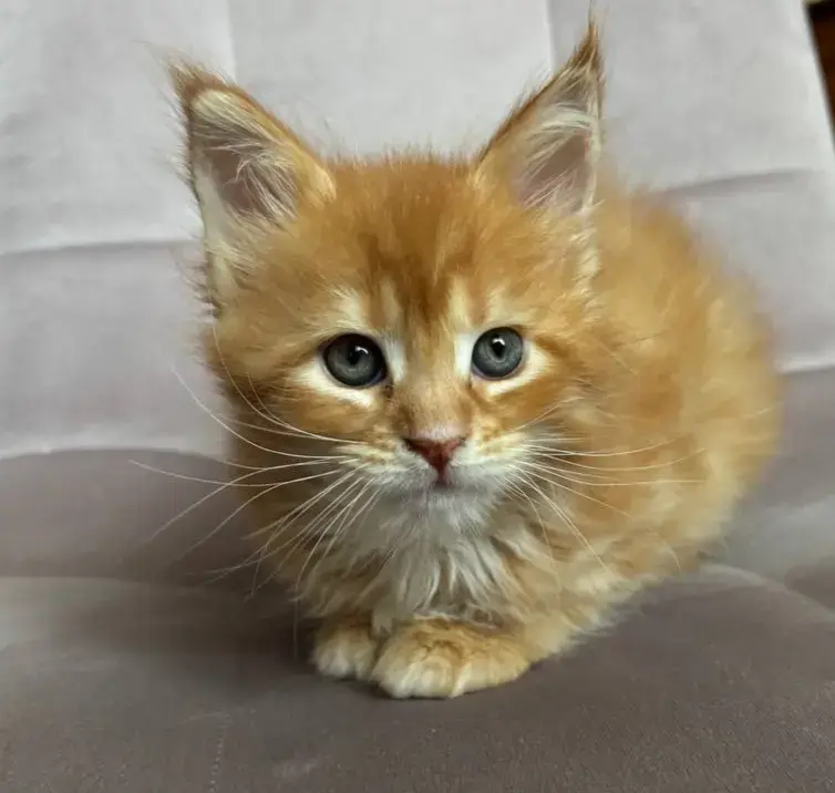 Котята