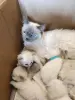 Продаются Котята Невской Маскарадной кошки