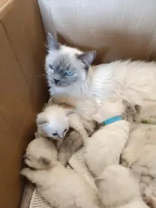 Продаются Котята Невской Маскарадной кошки