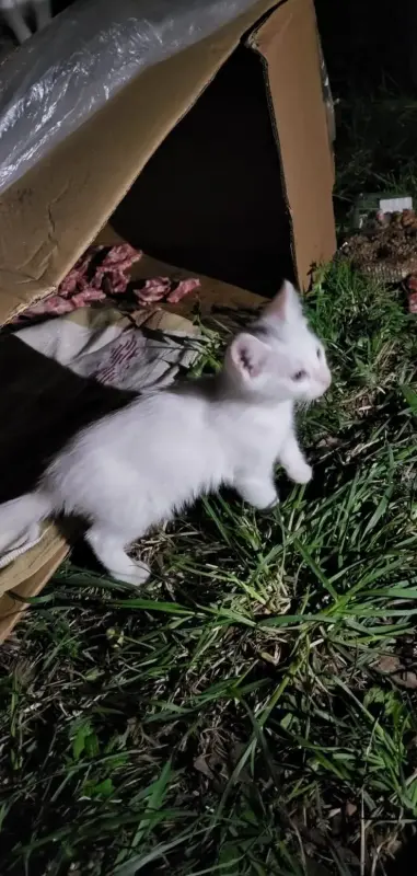 Кошки и котята в дар