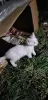 Кошки и котята в дар