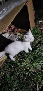 Кошки и котята в дар