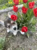 Корги