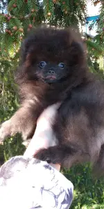 Померанский шпиц щенки мини мишка