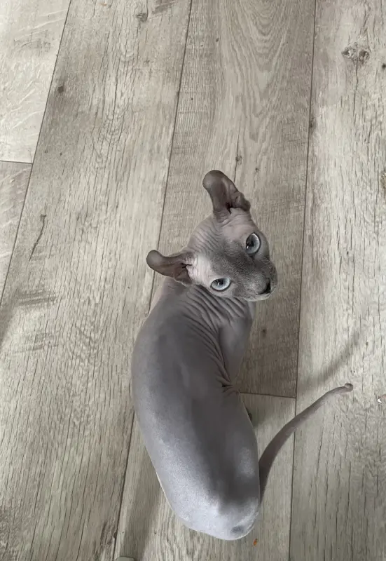 сфинкс эльф кошка